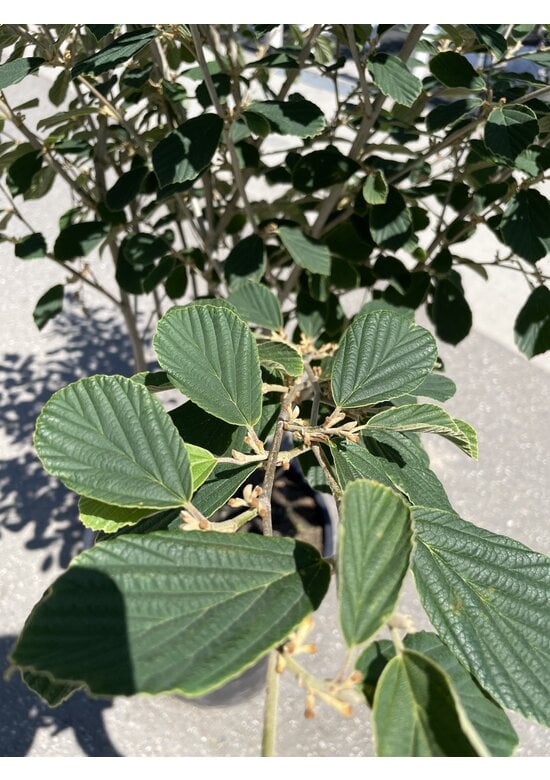 Gelbblühende Zaubernuss 'Arnold Promise' - Mehrstämmig | Hamamelis intermedia 'Arnold Promise'