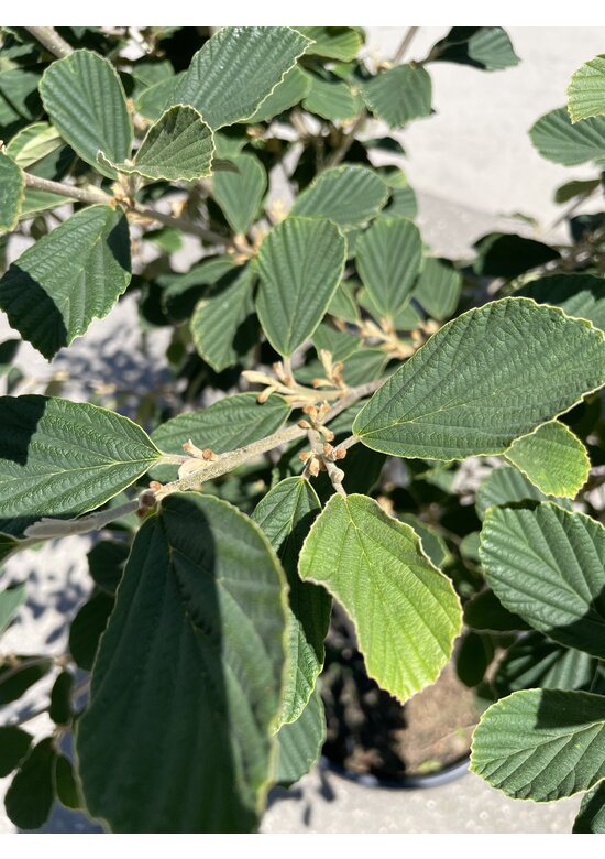 Gelbblühende Zaubernuss 'Arnold Promise' - Mehrstämmig | Hamamelis intermedia 'Arnold Promise'