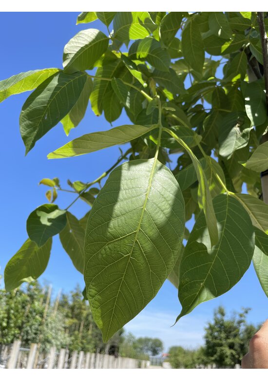 Walnusbaum 'Rita' | Juglans regia 'Rita'
