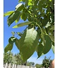 Wallnusbaum 'Rita' | Juglans regia 'Rita'