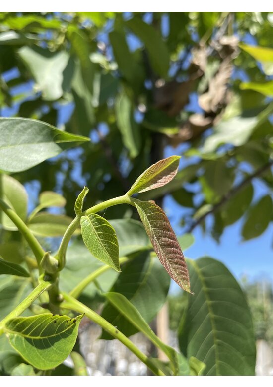Wallnusbaum 'Rita' | Juglans regia 'Rita'