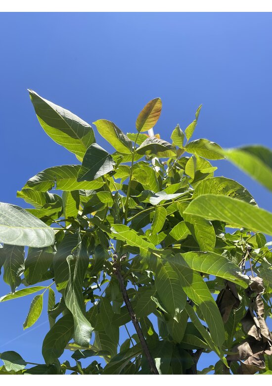 Wallnusbaum 'Rita' | Juglans regia 'Rita'