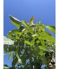 Wallnusbaum 'Rita' | Juglans regia 'Rita'