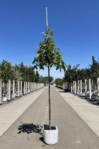 Walnusbaum 'Rita' | Juglans regia 'Rita'