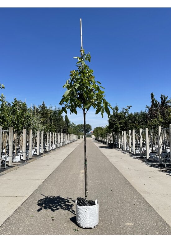 Wallnusbaum 'Rita' | Juglans regia 'Rita'