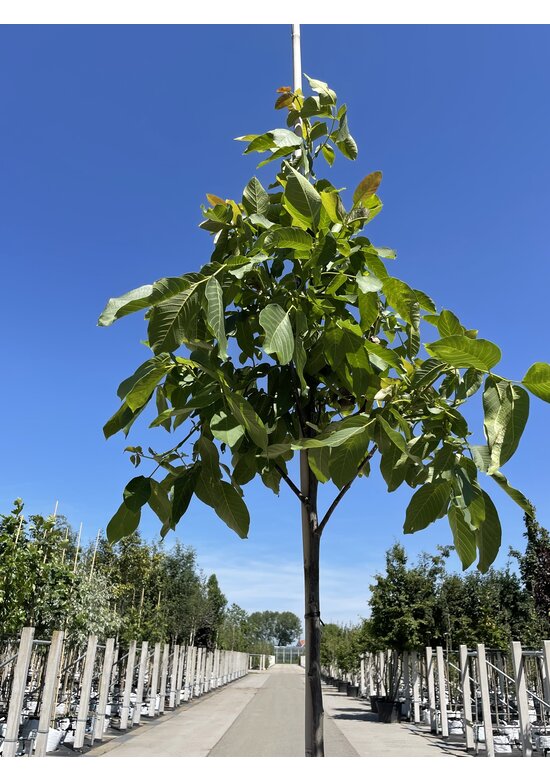 Wallnusbaum 'Rita' | Juglans regia 'Rita'