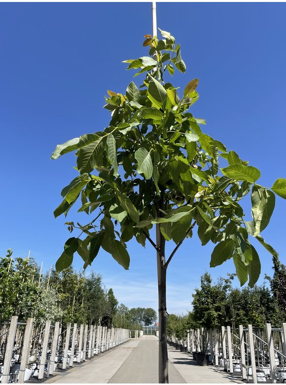 Wallnusbaum 'Rita' | Juglans regia 'Rita' Wallnusbaum 'Rita' | Juglans regia 'Rita'
