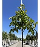 Wallnusbaum 'Rita' | Juglans regia 'Rita'