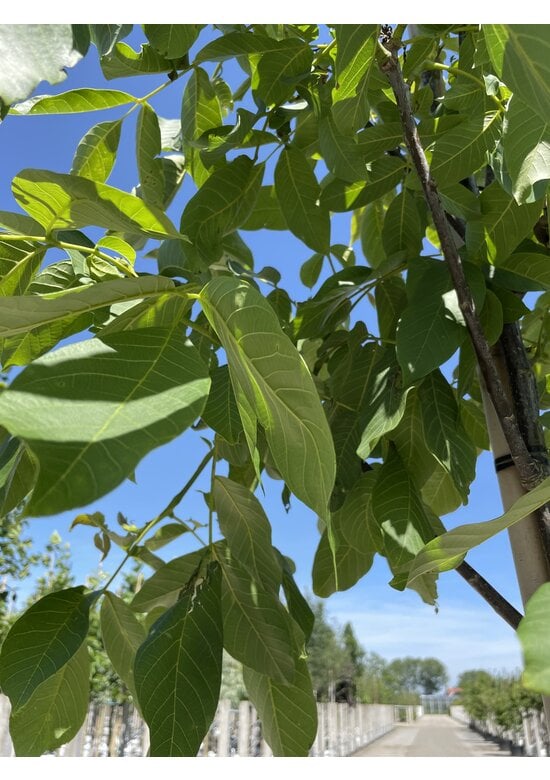 Wallnusbaum 'Rita' | Juglans regia 'Rita'