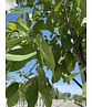 Walnusbaum 'Rita' | Juglans regia 'Rita'