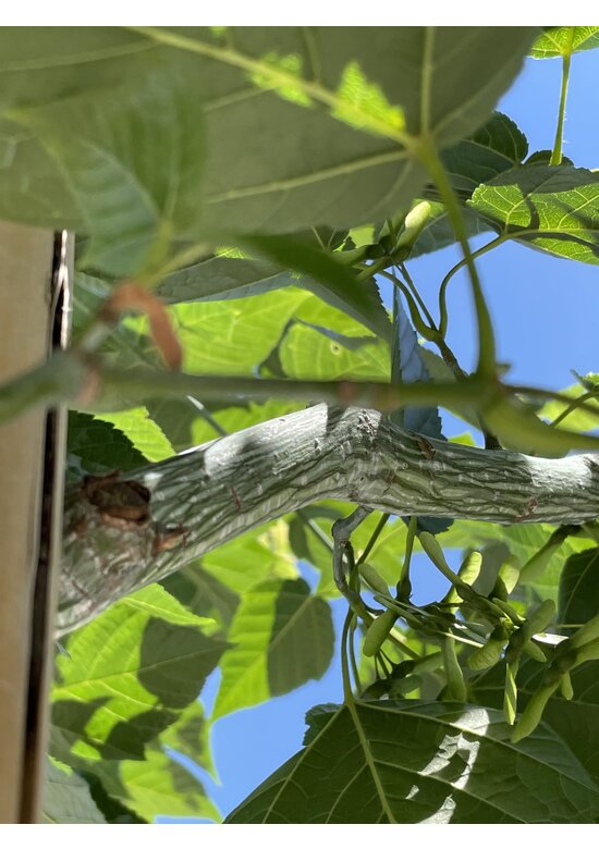 Rotnervige Schlangenhaut-Ahorn | Acer rufinerve Rotnervige Schlangenhaut-Ahorn | Acer rufinerve