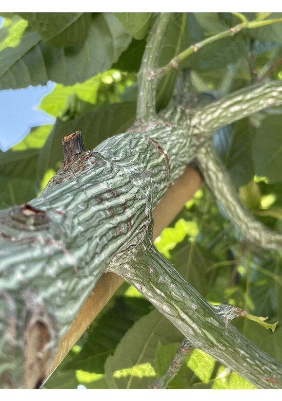 Rotnervige Schlangenhaut-Ahorn | Acer rufinerve