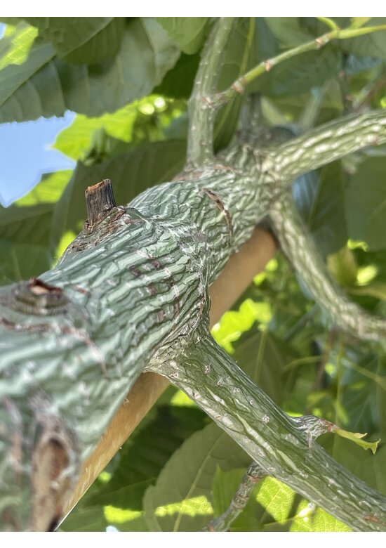 Rotnervige Schlangenhaut-Ahorn | Acer rufinerve