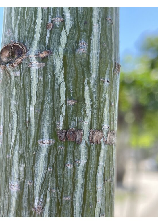 Rotnervige Schlangenhaut-Ahorn | Acer rufinerve