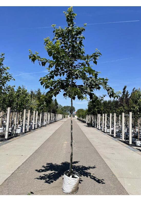 Rotnervige Schlangenhaut-Ahorn | Acer rufinerve
