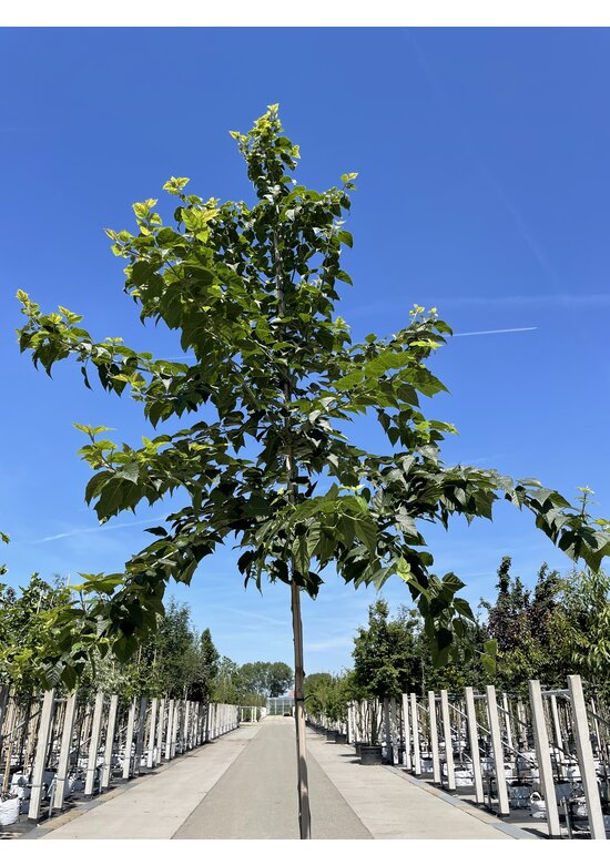 Rotnervige Schlangenhaut-Ahorn | Acer rufinerve