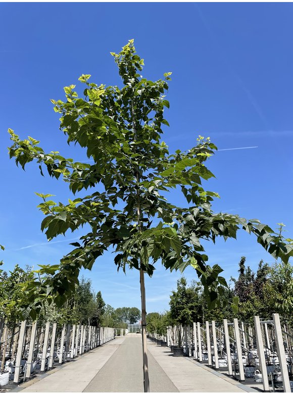 Rostbartahorn - Rotnervige Schlangenhaut-Ahorn | Acer rufinerve Rostbartahorn - Rotnervige Schlangenhaut-Ahorn | Acer rufinerve