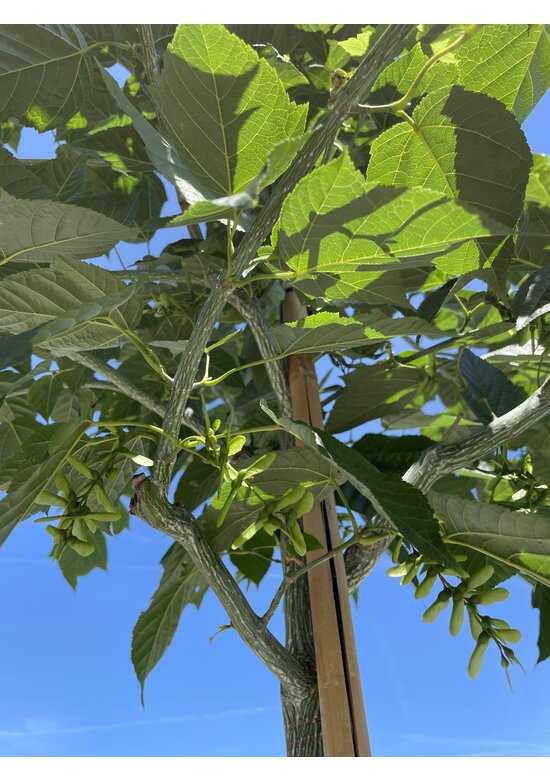 Rotnervige Schlangenhaut-Ahorn | Acer rufinerve