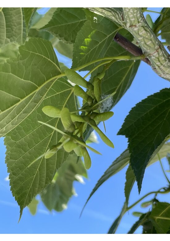 Rotnervige Schlangenhaut-Ahorn | Acer rufinerve