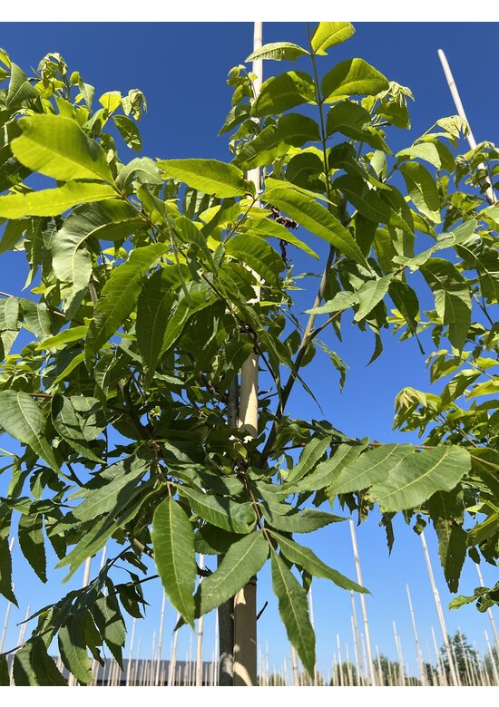 Pekannussbaum | Carya illinoinensis