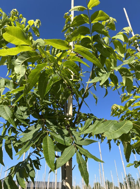 Pekannussbaum | Carya illinoinensis