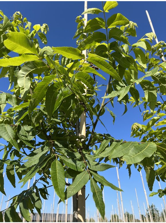 Pekannussbaum | Carya illinoinensis Pekannussbaum | Carya illinoinensis