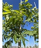 Pekannussbaum | Carya illinoinensis