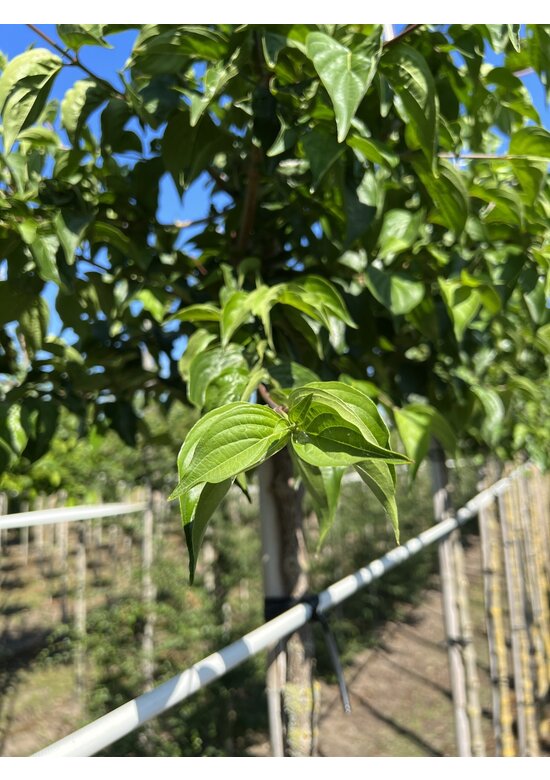 Kornelkirsche Baum | Cornus mas