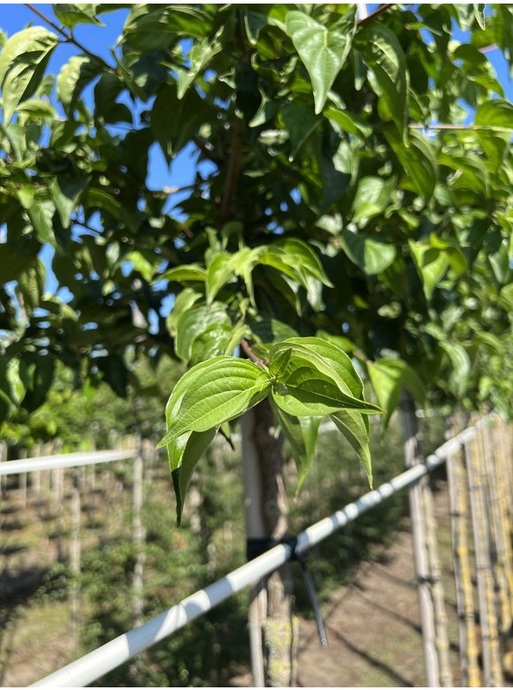 Kornelkirsche - Herlitze - Dirlitze | Cornus mas Kornelkirsche - Herlitze - Dirlitze | Cornus mas