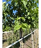 Kornelkirsche Baum | Cornus mas Kornelkirsche Baum | Cornus mas