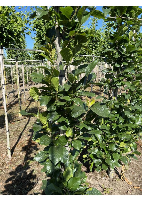 Orient-Buche 'Iskander' | Fagus orientalis 'Iskander'