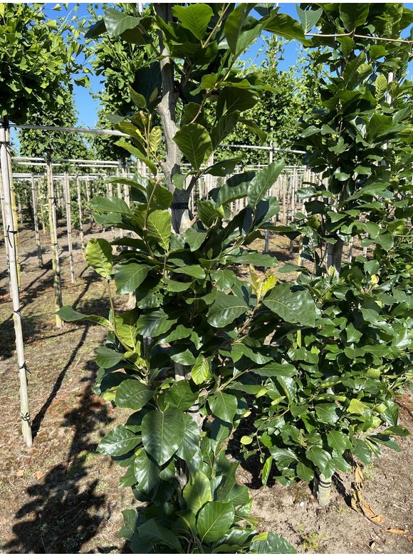 Orient-Buche 'Iskander' | Fagus orientalis 'Iskander' Orient-Buche 'Iskander' | Fagus orientalis 'Iskander'