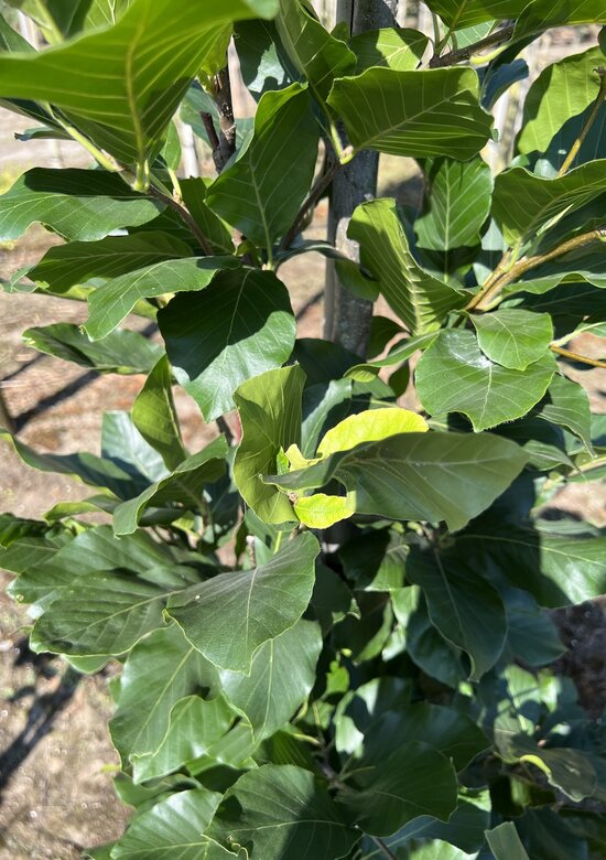 gedicht der gummibaum Ficus elastica (Gummibaum) (XL) kaufen
