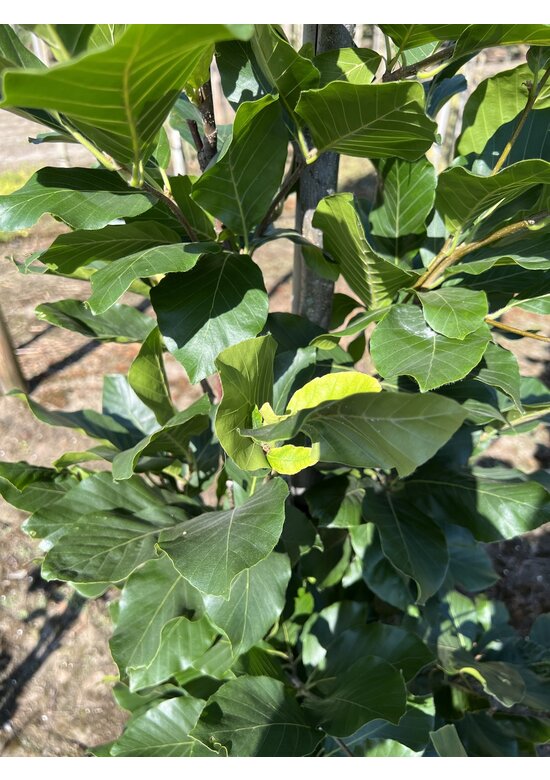 Orient-Buche 'Iskander' | Fagus orientalis 'Iskander'