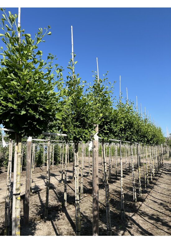 Ginkgobaum - Säulen-Fächerblattbaum 'Fastigiata Blagon' | Ginkgo biloba 'Fastigiata Blagon'