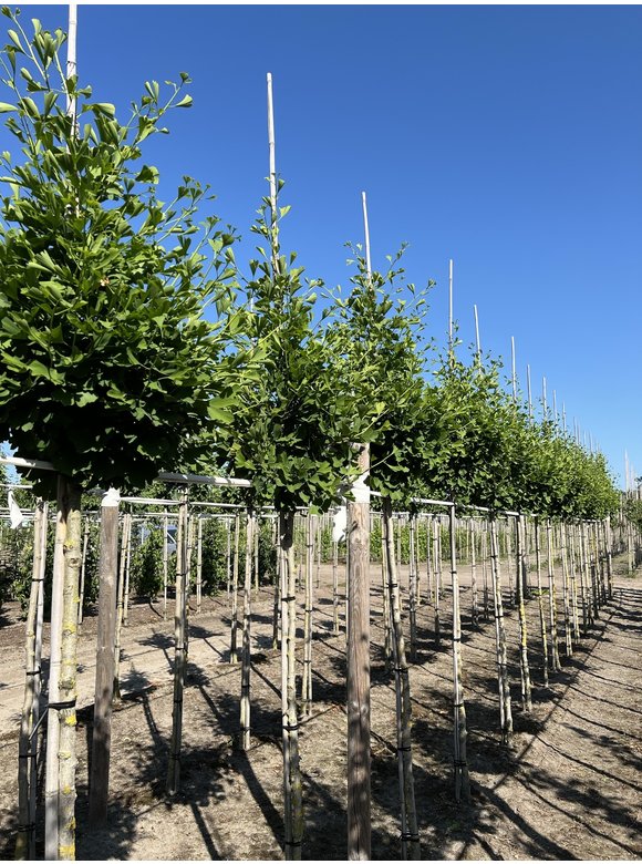 Ginkgobaum - Säulen-Fächerblattbaum 'Fastigiata Blagon' | Ginkgo biloba 'Fastigiata Blagon' Ginkgobaum - Säulen-Fächerblattbaum 'Fastigiata Blagon' | Ginkgo biloba 'Fastigiata Blagon'
