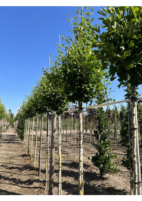 Ginkgobaum - Säulen-Fächerblattbaum 'Fastigiata Blagon' | Ginkgo biloba 'Fastigiata Blagon'