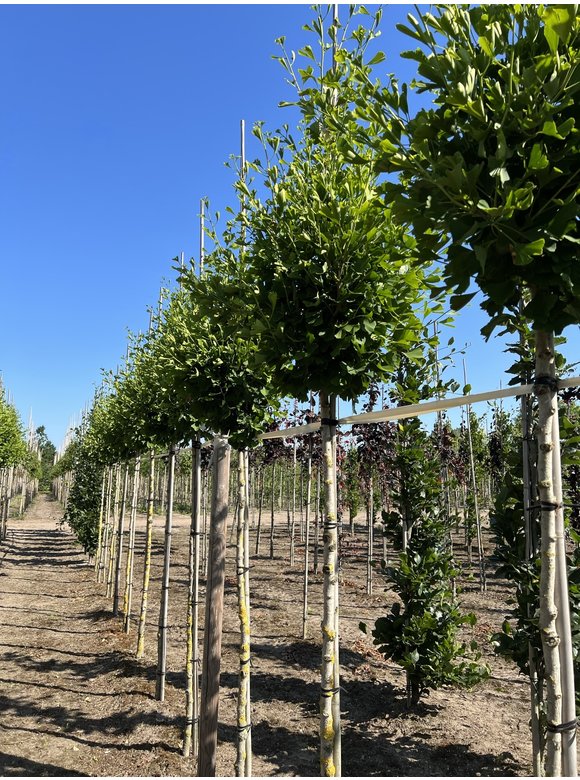 Ginkgobaum - Säulen-Fächerblattbaum 'Fastigiata Blagon' | Ginkgo biloba 'Fastigiata Blagon' Ginkgobaum - Säulen-Fächerblattbaum 'Fastigiata Blagon' | Ginkgo biloba 'Fastigiata Blagon'