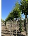 Ginkgobaum - Säulen-Fächerblattbaum 'Fastigiata Blagon' | Ginkgo biloba 'Fastigiata Blagon'