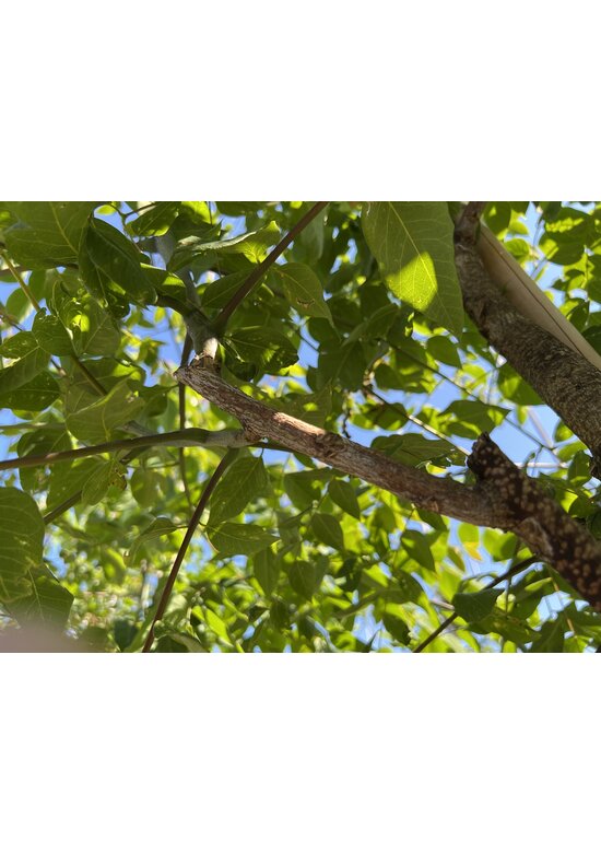 Geweihbaum | Gymnocladus dioica