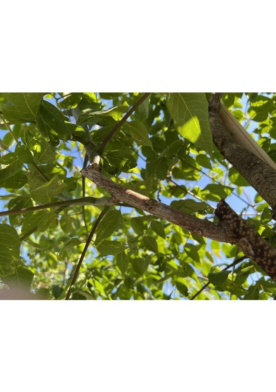 Geweihbaum | Gymnocladus dioica