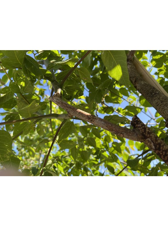 Geweihbaum - Kentucky Coffeetree | Gymnocladus dioica Geweihbaum - Kentucky Coffeetree | Gymnocladus dioica