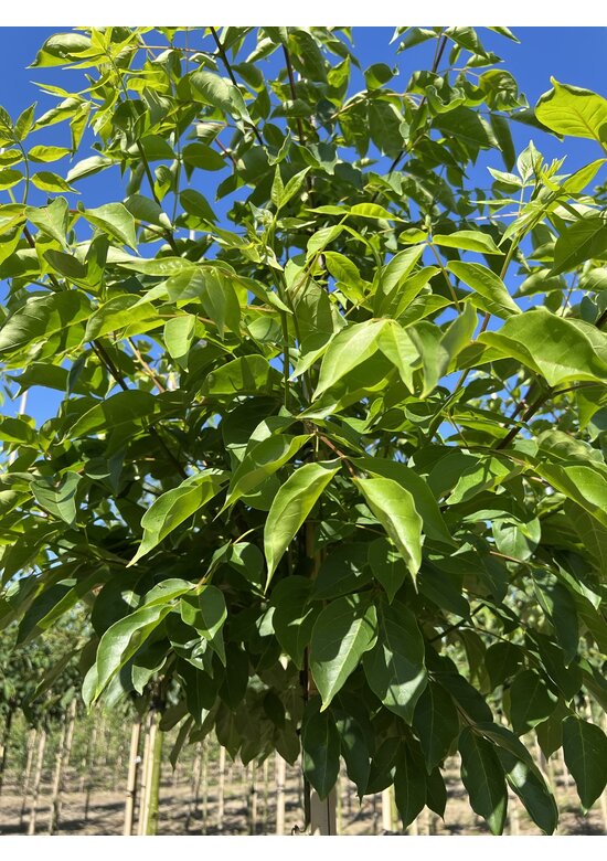 Bienenbaum | Tetradium daniellii - Euodia daniellii