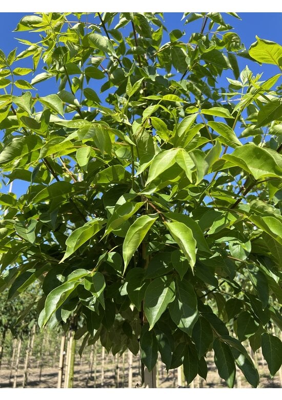 Bienenbaum | Tetradium daniellii - Euodia daniellii