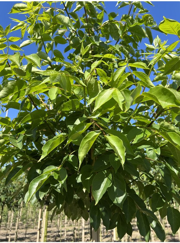Bienenbaum - Tausendblütenstrauch - Honigesche | Tetradium daniellii - Euodia daniellii Bienenbaum - Tausendblütenstrauch - Honigesche | Tetradium daniellii - Euodia daniellii