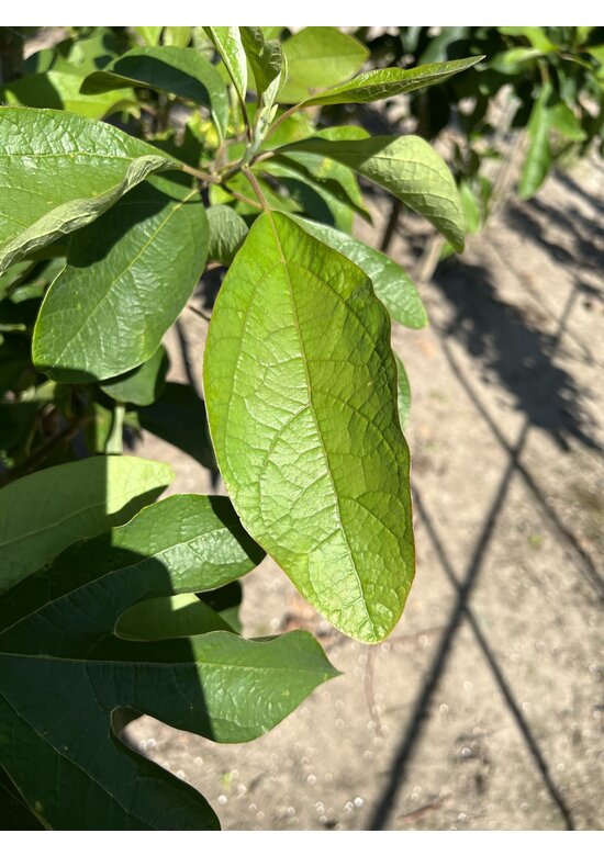 Fenchelholzbaum | Sassafras albidum