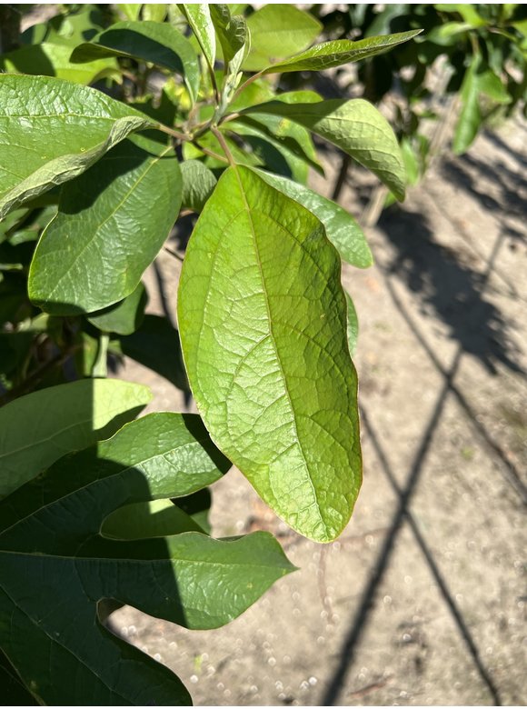 Nordamerikanischer Baum - Fenchelholzbaum | Sassafras albidum Nordamerikanischer Baum - Fenchelholzbaum | Sassafras albidum