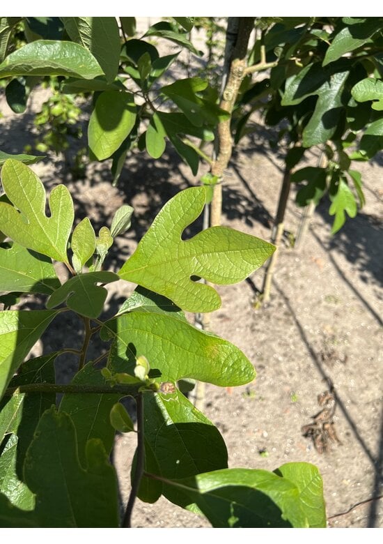 Fenchelholzbaum | Sassafras albidum