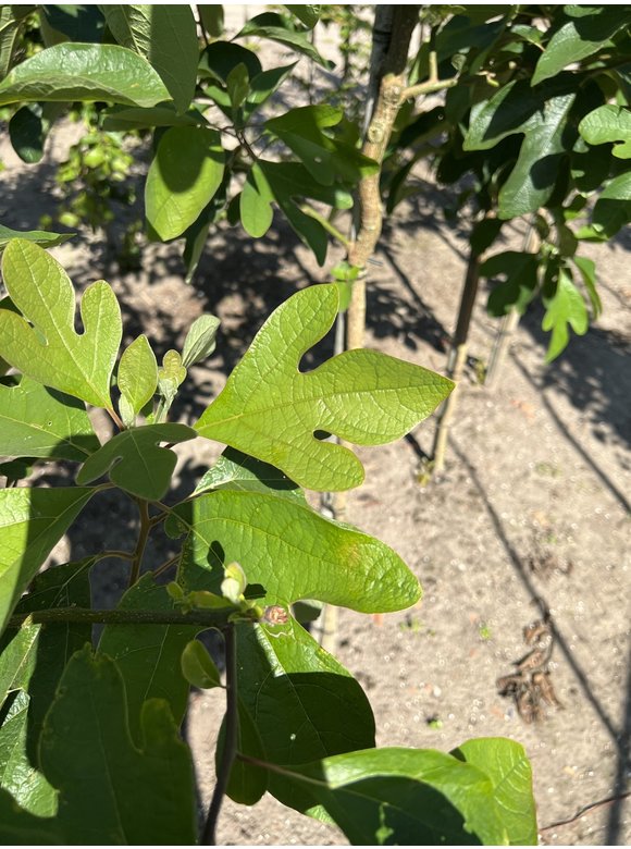 Nordamerikanischer Baum - Fenchelholzbaum | Sassafras albidum Nordamerikanischer Baum - Fenchelholzbaum | Sassafras albidum
