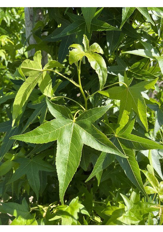 Säulen Amberbaum 'Slender Silhouette' | Liquidambar styraciflua 'Slender Silhouette'